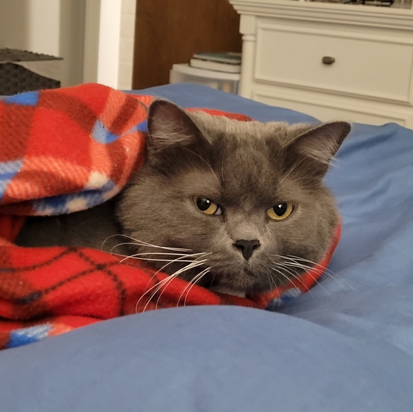 Meet your Posher, Victoria - Picture 4 of 15